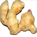 China Wholesale organic fresh ginger root price